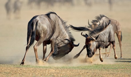SOUTH AFRICA: KALAHARI SAFARI + AUGRABIES + CAPE TOWN image