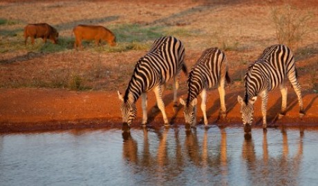 SOUTH AFRICA: PILANESBERG SAFARI + MAURITIUS image