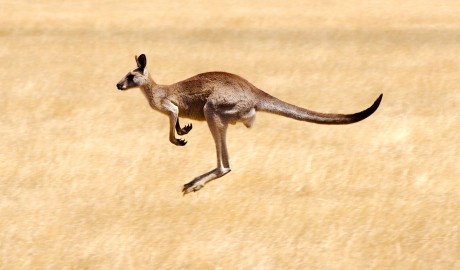 Royal Caribbean Australia & New Zealand Cruises image