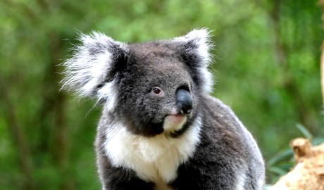 Royal Caribbean Australia & New Zealand Cruises image
