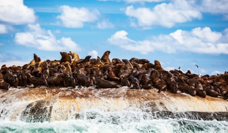 CAPE TOWN + HERMANUS + STELLENBOSCH image