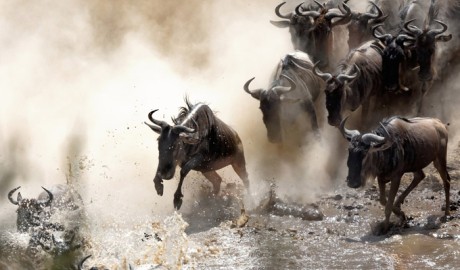 TANZANIA: TARANGIRE SAFARI + SERENGETI + NGORONGORO image