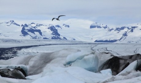 Hurtigruten Iceland Cruises image
