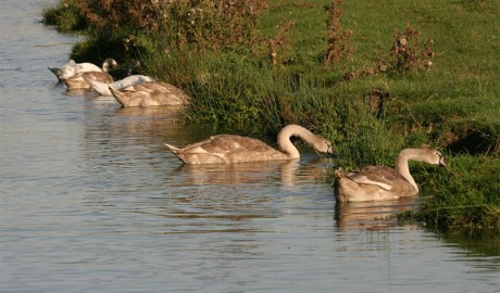 Accessible Canal Boat image