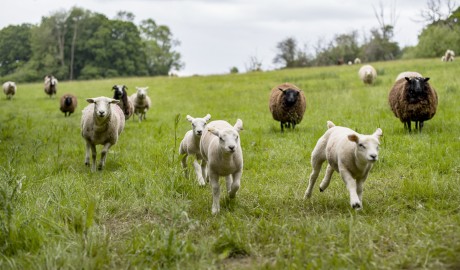 sheep