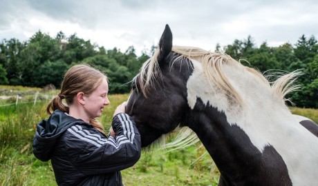 horse