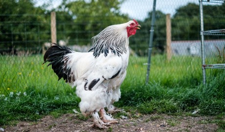 chicken