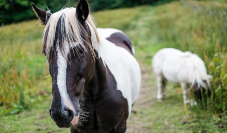 horse