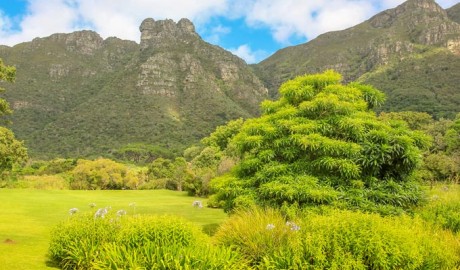SOUTH AFRICA: KRUGER PARK SAFARI + CAPE TOWN image