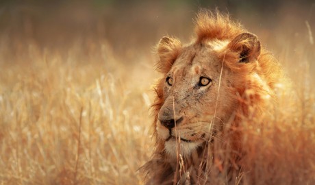 VICTORIA FALLS + KRUGER PARK + MAURITIUS image