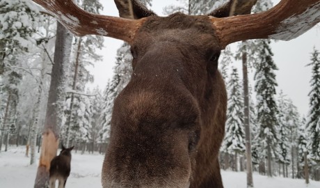 Accessible Swedish Lapland Apartments image
