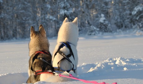 Accessible Swedish Lapland Apartments image