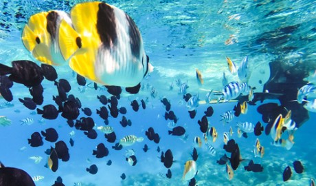 P&O South Pacific Cruises image