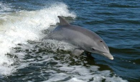 Discover Jersey image