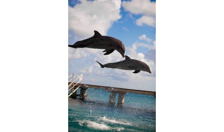 Royal Caribbean Cruises in the Caribbean image
