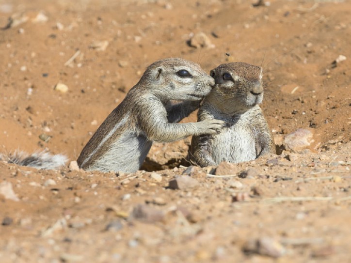 SOUTH AFRICA: KALAHARI SAFARI + AUGRABIES + CAPE TOWN Card image