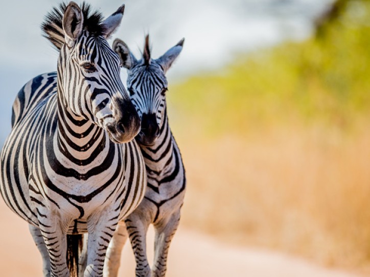 KRUGER REST CAMP SAFARI + JOBURG + SUN CITY Card image