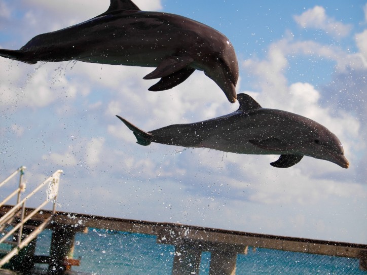Royal Caribbean Cruises in the Caribbean Card image