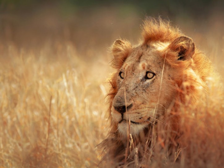 SOUTH AFRICA: CAPE TOWN + HERMANUS + SAFARI + STELLENBOSCH Card image