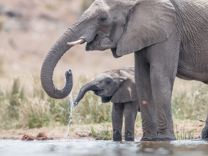 Luxury Safari, Kruger National Park South Africa, Big 5: Disabled & Wheelchair Card image