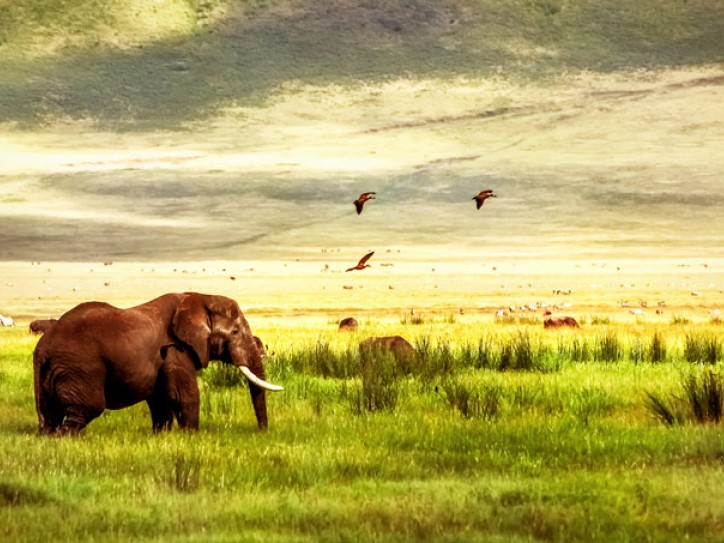 TANZANIA: TARANGIRE SAFARI + SERENGETI + NGORONGORO Card image