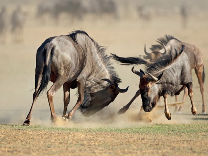 SOUTH AFRICA: KALAHARI SAFARI + WILDFLOWERS TO CAPE Card image