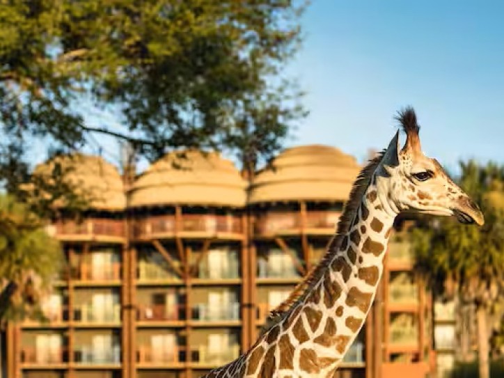 Disneys Animal Kingdom Lodge Card image