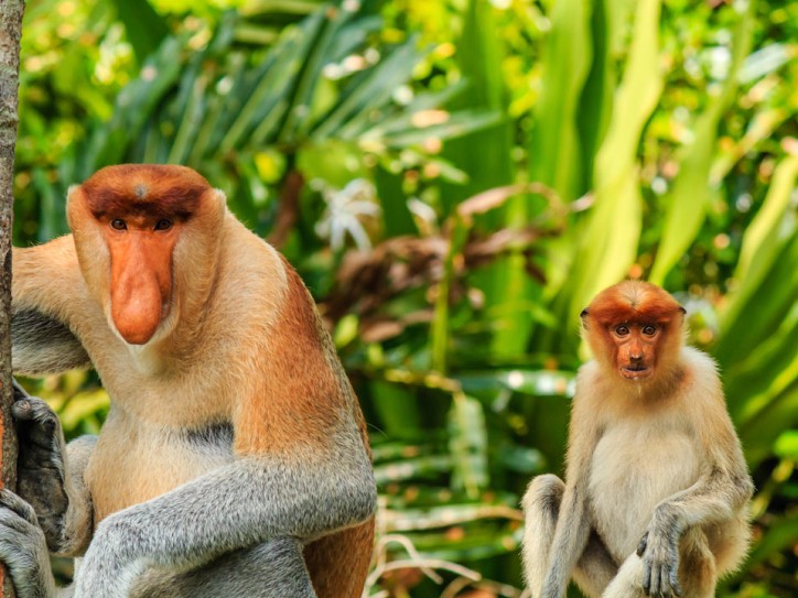 Wild rainforests and buzzing cities Card image