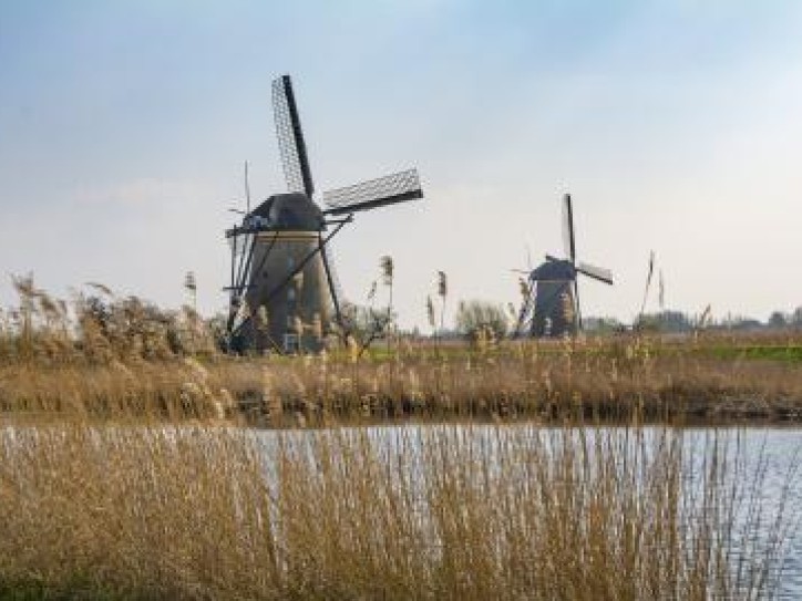 Dutch Tulip Experience Tour Card image