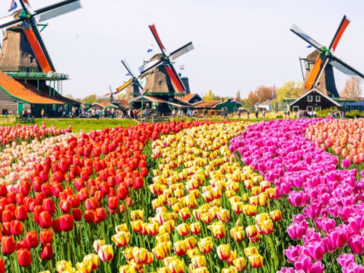 Dutch Tulip Experience Tour Card image