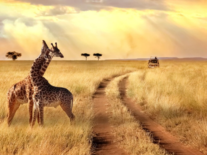 Group escorted accessible safari Card image