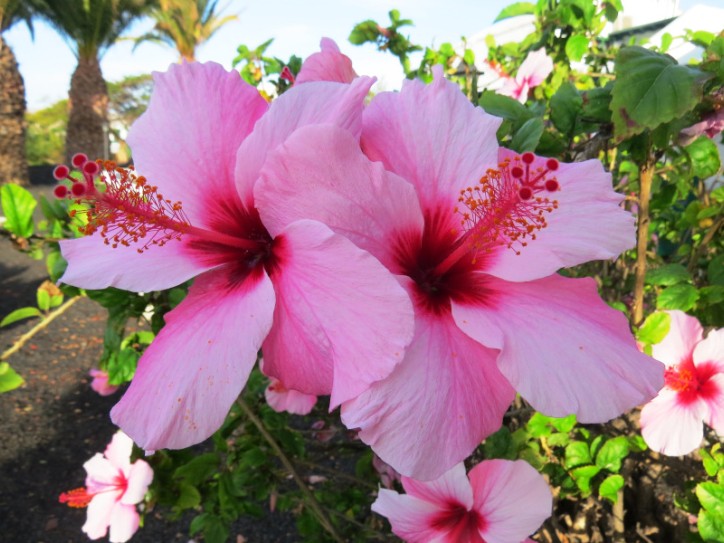 Lanzarote Winter Sun Card image
