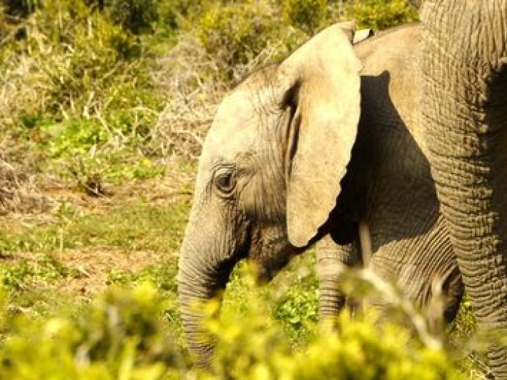 SOUTH AFRICA: KWA ZULU NATAL SAFARI + MAURITIUS Card image