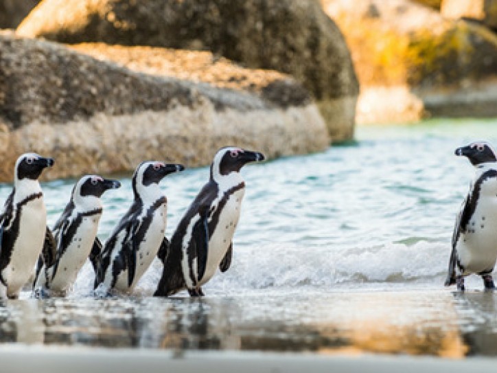 SOUTH AFRICA SAFARI: CAPE TOWN + GARDEN ROUTE + ADDO (CIRCULAR) Card image