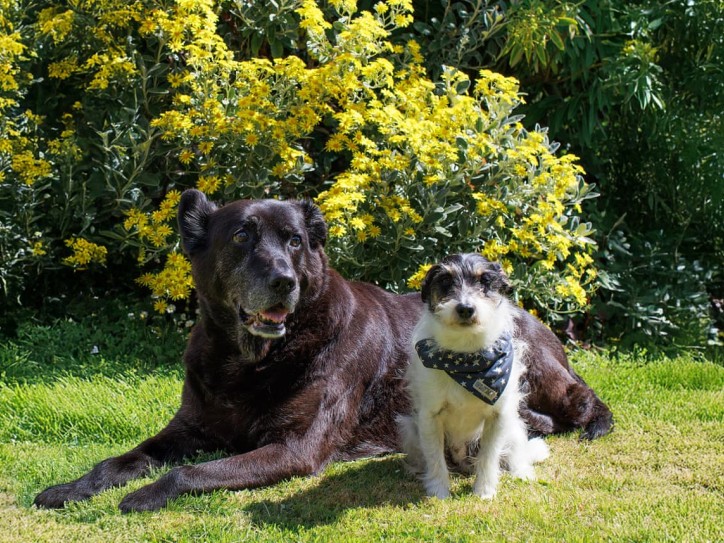 Superior 2 Bed (Pet) WF Card image