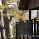 Accessible Holiday Lodges image