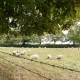 Countryside House image