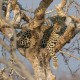 KRUGER REST CAMP SAFARI + JOBURG + SUN CITY image