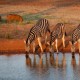 SOUTH AFRICA: PILANESBERG SAFARI + MAURITIUS image