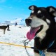 Royal Caribbean Alaskan Cruises image