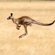 Royal Caribbean Australia & New Zealand Cruises image