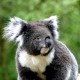 Royal Caribbean Australia & New Zealand Cruises image