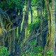 INDIA: GOLDEN TRIANGLE + TIGER SAFARI image