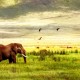 TANZANIA: TARANGIRE SAFARI + SERENGETI + NGORONGORO image