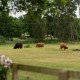Accessible Countryside Cottage image