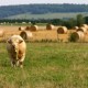 Accessible scenic room in rural Burgundy image