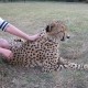 Family Adventures Safari holiday image