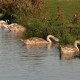 Accessible Canal Boat image