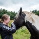 horse