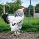 chicken